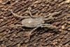 Trogulus sp.